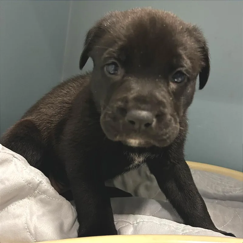 A baby small-sized female Black Mixed Breed dog named Rum for adoption in Chattanooga, TN