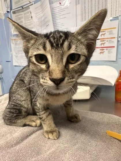 A young small-sized female Domestic Short Hair cat named Five Dollar Footlong for adoption in Roseville, CA