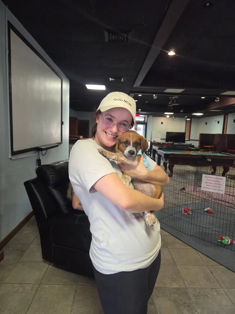 A baby small-sized male Australian Cattle Dog / Blue Heeler dog named Rocco for adoption in Blue Bell, PA