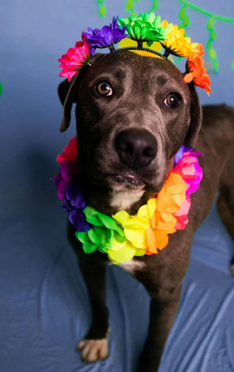 A young medium-sized female Gray / Blue / Silver Labrador Retriever dog named Silvi for adoption in Manhasset, NY