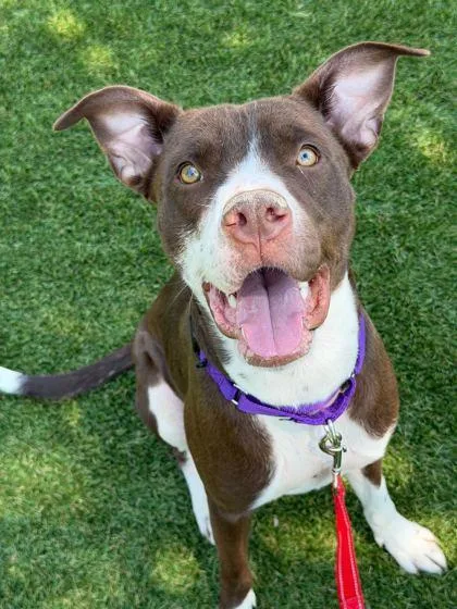 A young medium-sized female Mixed Breed dog named Kiwi for adoption in Daytona Beach, FL