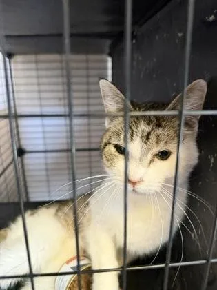 An adult medium-sized male Domestic Short Hair cat named Boeing for adoption in Klamath Falls, OR