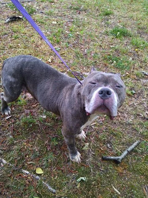 An adult medium-sized female Pit Bull Terrier dog named Pearl for adoption in Charlotte, NC