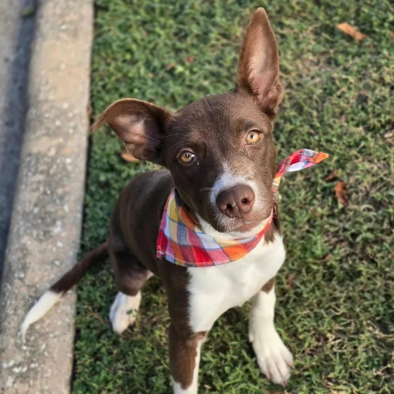 A baby small-sized female Brown / Chocolate Border Collie dog named Fiona for adoption in Tacoma, WA