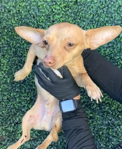A baby medium-sized male Brown / Chocolate Chihuahua dog named 60882946 for adoption in El Paso, TX