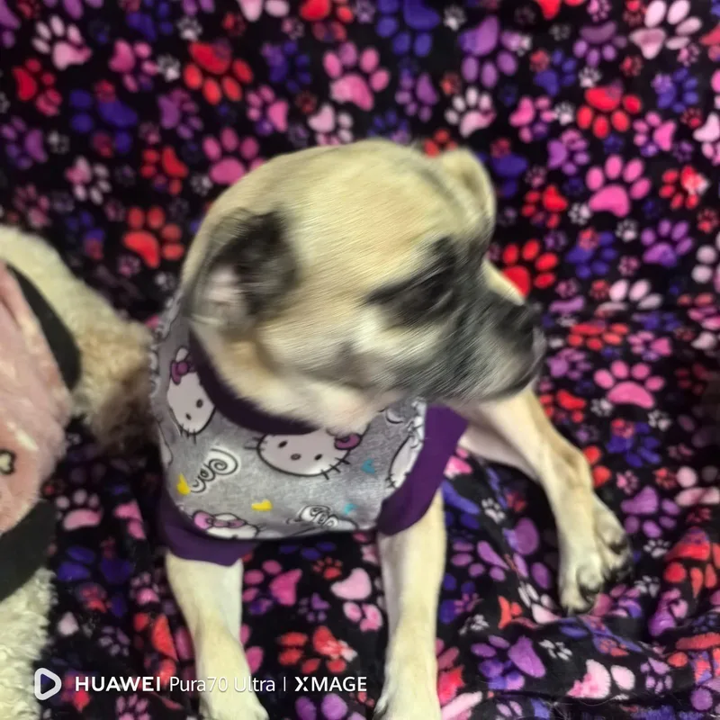 An adult small-sized female Golden Puggle dog named Berta for adoption in Georgetown, TX