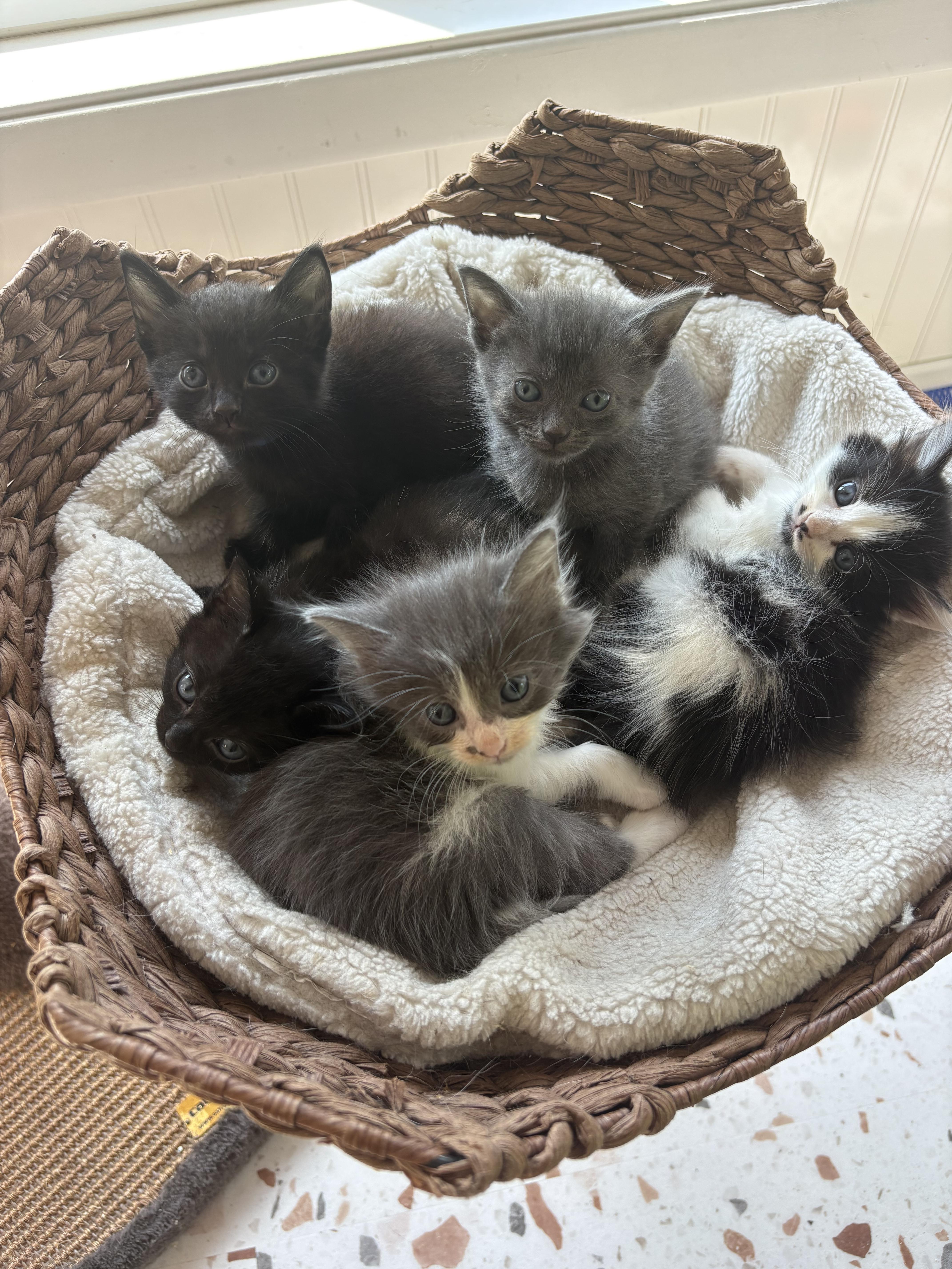 A baby medium-sized female Black Domestic Short Hair cat named Mosaic for adoption in Bethel, OH