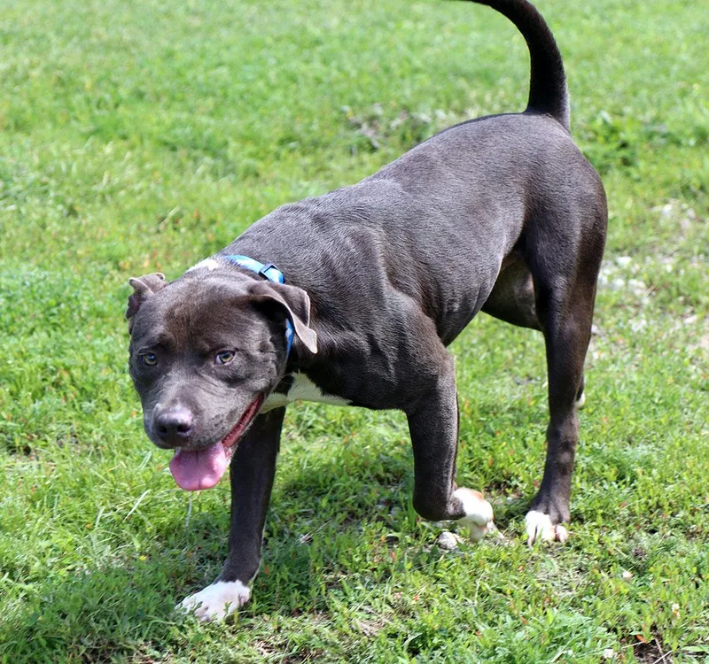 A young medium-sized male Gray / Blue / Silver Pit Bull Terrier dog named Grizzly for adoption in Kansas City, KS