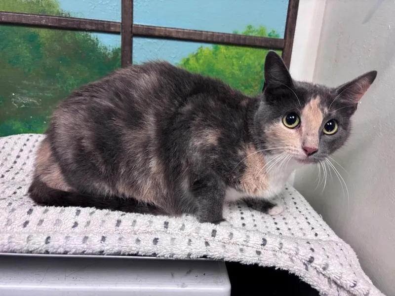 A young medium-sized female Domestic Short Hair cat named Molly for adoption in Houston, TX