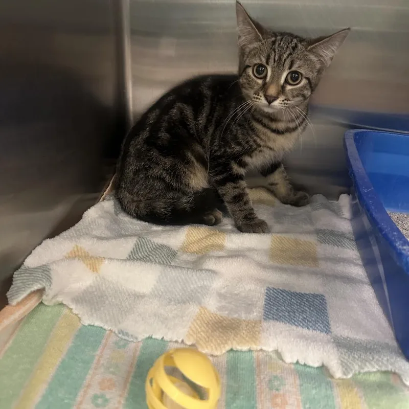 A baby small-sized female Brown / Chocolate Domestic Short Hair cat named Ivy for adoption in Columbia Station, OH