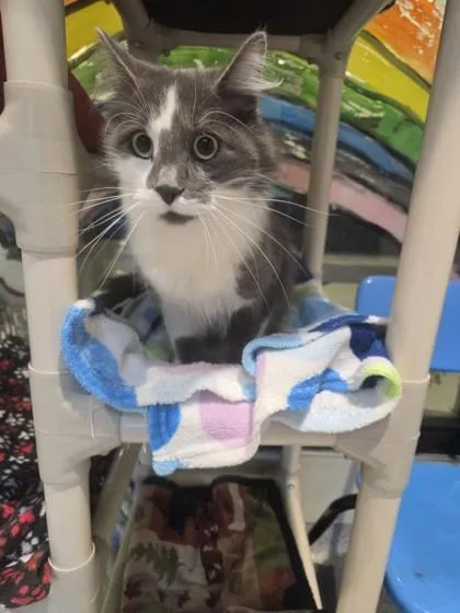 An adult medium-sized female Domestic Long Hair cat named Zuri for adoption in Hamilton, MT