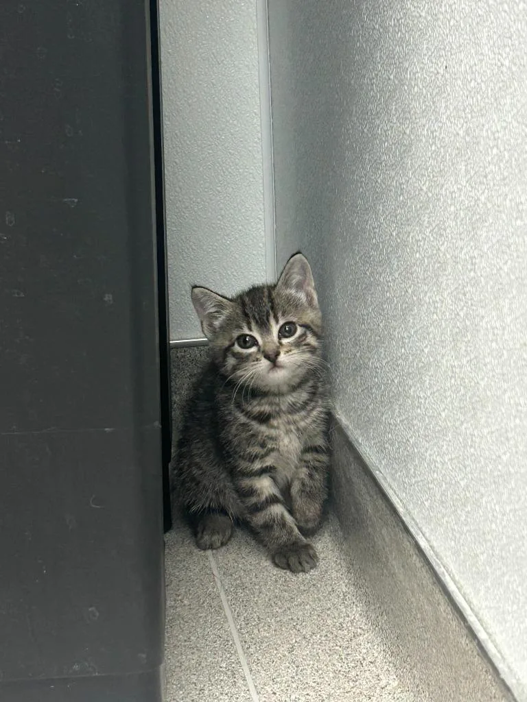 A baby medium-sized female Domestic Short Hair cat named Wanda for adoption in Minot, ND