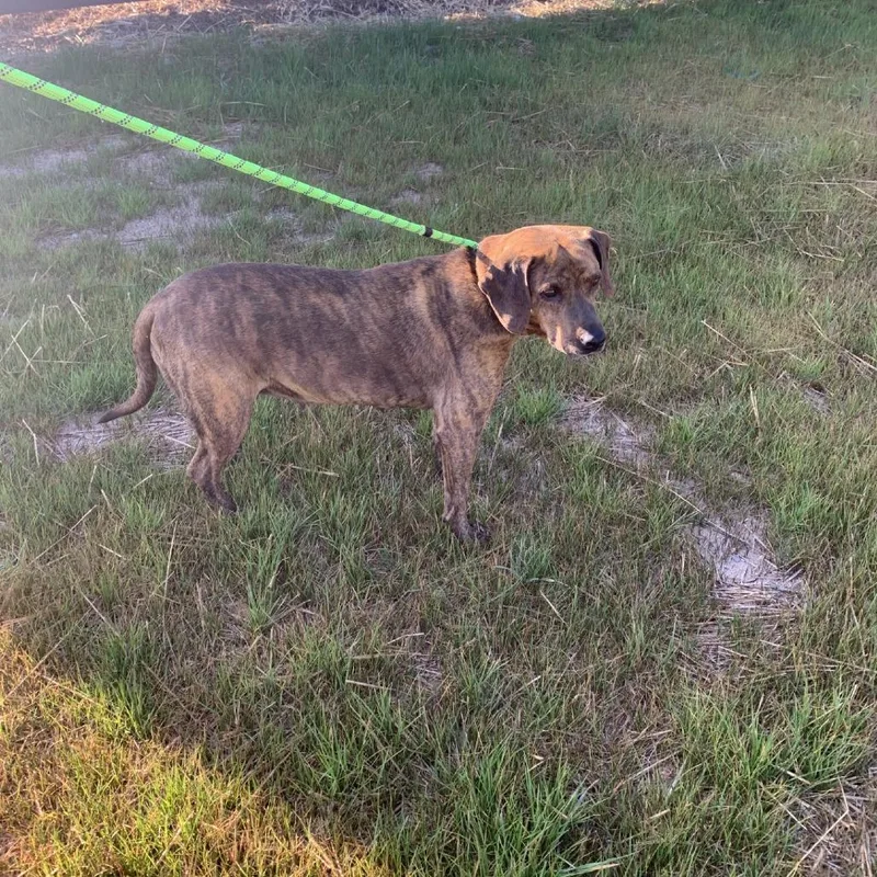 Marigold thumbnail 2