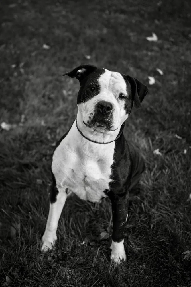 An adult large-sized female Tricolor (Brown, Black, & White) Pit Bull Terrier dog named Ari for adoption in Frankfort, NY