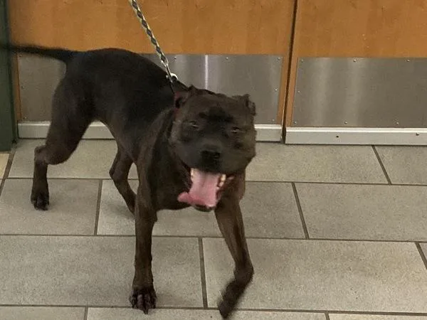 An adult medium-sized male Pit Bull Terrier dog named Sunny for adoption in Virginia Beach, VA