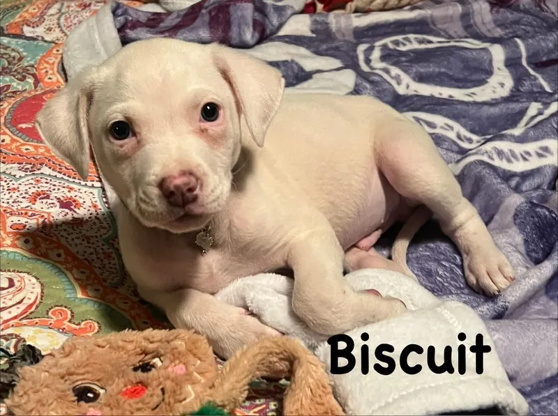 A baby medium-sized male Pit Bull Terrier dog named Biscuit for adoption in Carrollton, TX