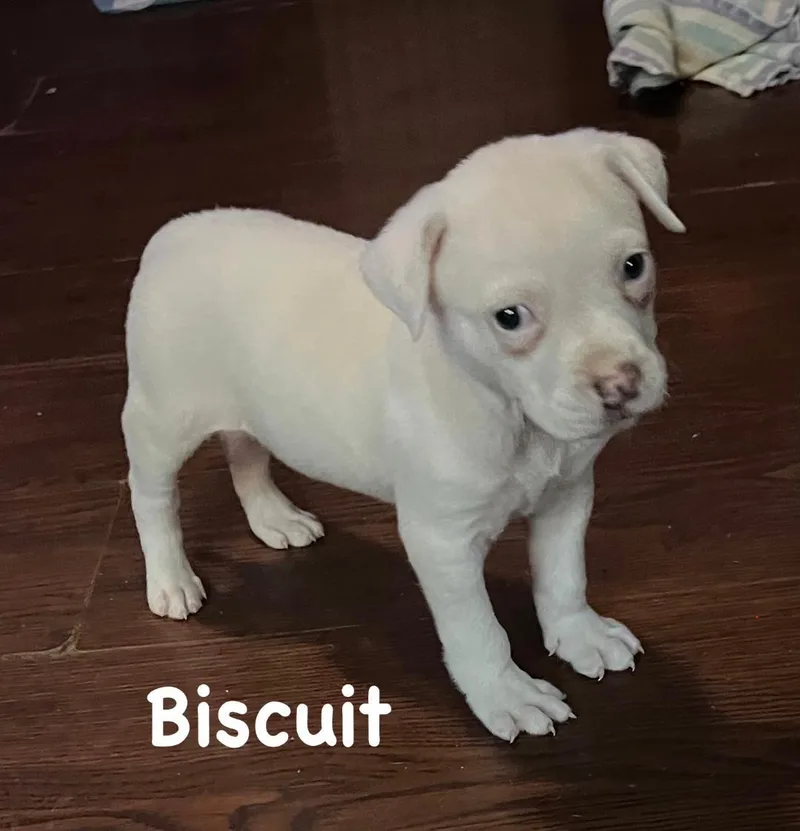 Biscuit thumbnail 2