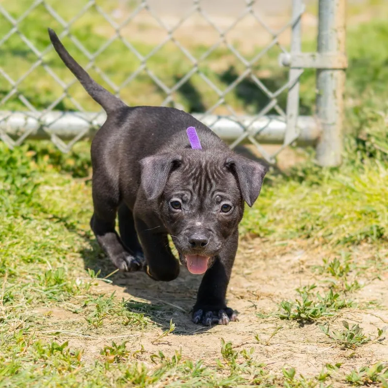 A baby small-sized female Black Mixed Breed dog named Fudge Rounds for adoption in Wilmington, DE