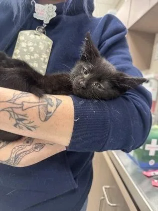 A baby small-sized male Domestic Short Hair cat named Patrick for adoption in Fishers, IN