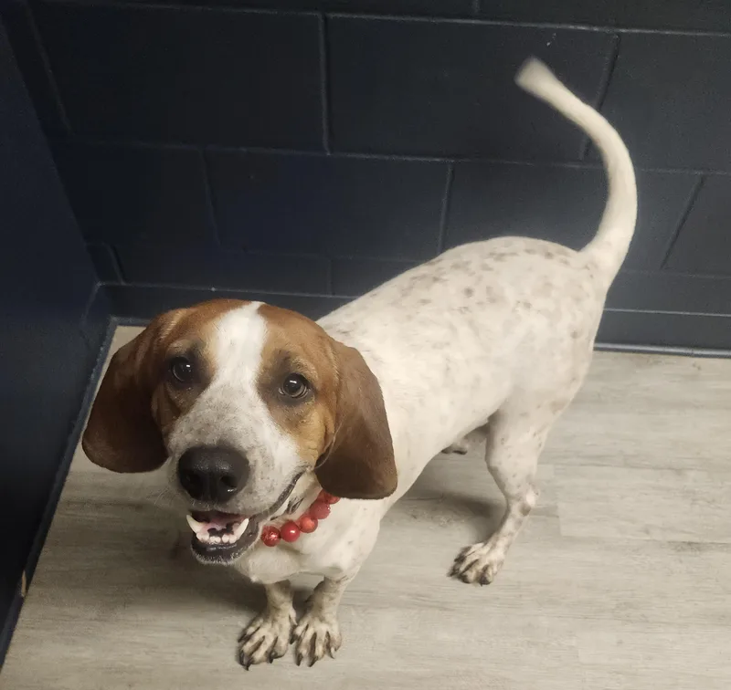 An adult large-sized female Yellow / Tan / Blond / Fawn Treeing Walker Coonhound dog named Metric for adoption in Mansfield, OH