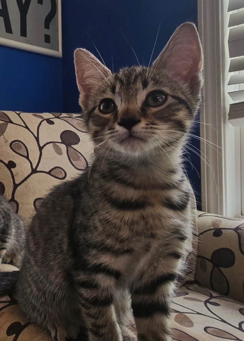 A baby medium-sized male Domestic Short Hair cat named Elwin for adoption in Wilmington, NC