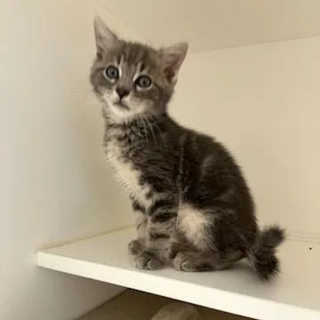 A baby medium-sized male Domestic Short Hair cat named T. T. for adoption in Manassas, VA