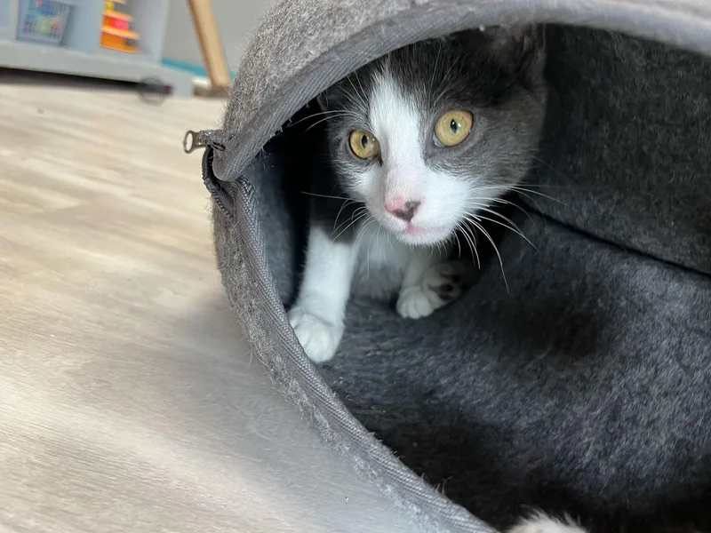 A young medium-sized male Gray & White Domestic Short Hair cat named Alyosha for adoption in Pittsburgh, PA