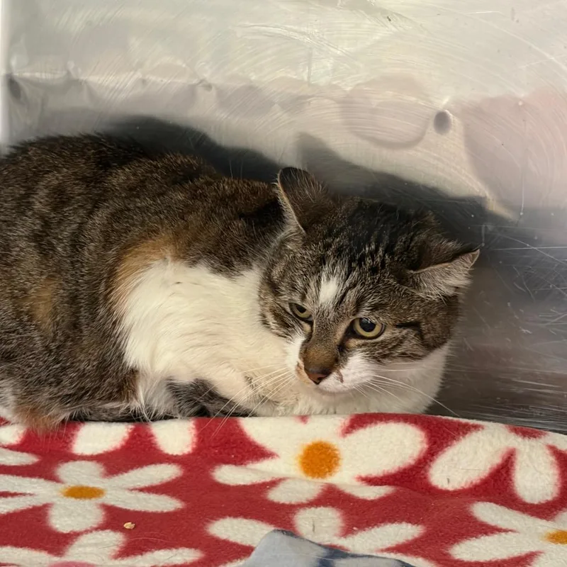A senior medium-sized female Domestic Short Hair cat named Greyson for adoption in Cumming, GA
