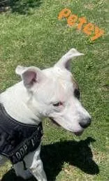 Petey thumbnail 2
