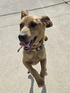A young medium-sized male Shepherd dog named Chase for adoption in Bucyrus, OH