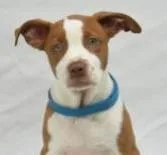A young large-sized male Hound dog named George for adoption in Kansas City, MO