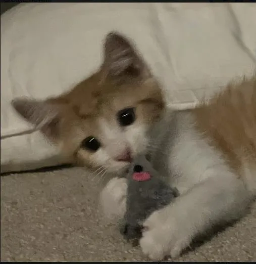 A baby small-sized male Domestic Short Hair cat named Saylor for adoption in Hagerstown, MD