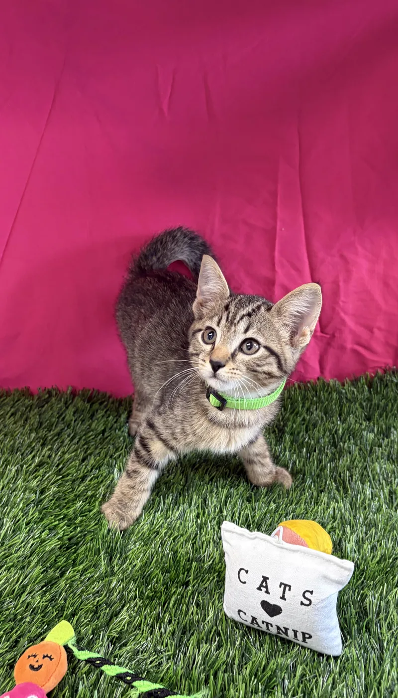 A baby medium-sized male Tabby (Buff / Tan / Fawn) Domestic Short Hair cat named Dewey for adoption in Bardstown, KY