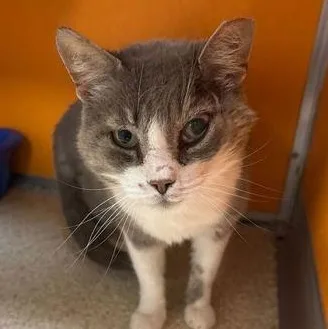 An adult medium-sized male Gray & White Domestic Short Hair cat named Pen for adoption in Elyria, OH