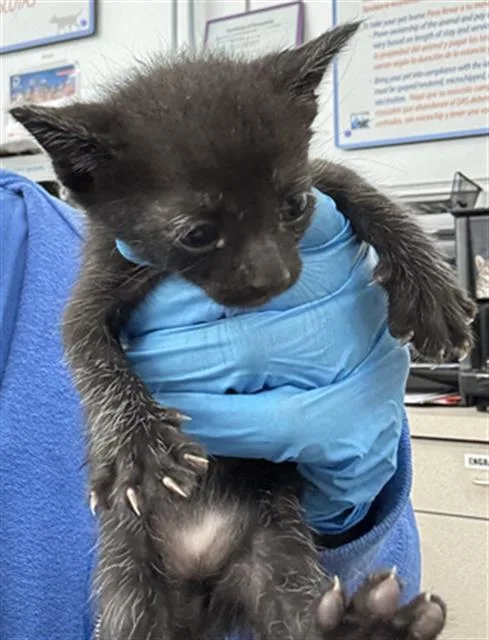 A baby medium-sized female Domestic Short Hair cat named Juju for adoption in Dallas, TX