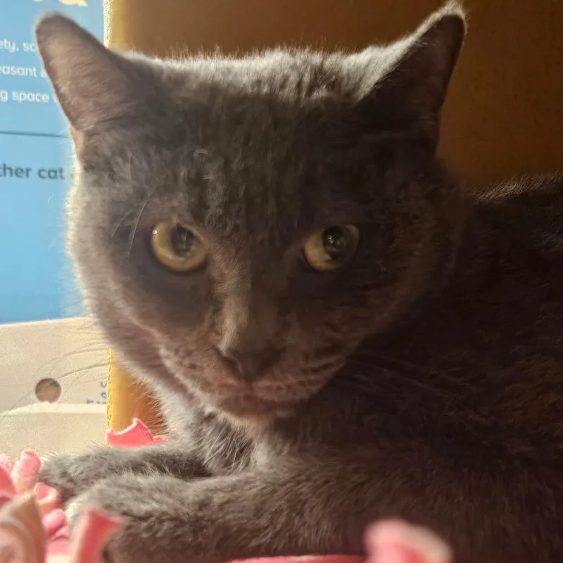 An adult medium-sized female Gray / Blue / Silver Domestic Short Hair cat named Gretchen for adoption in Hamburg, NY
