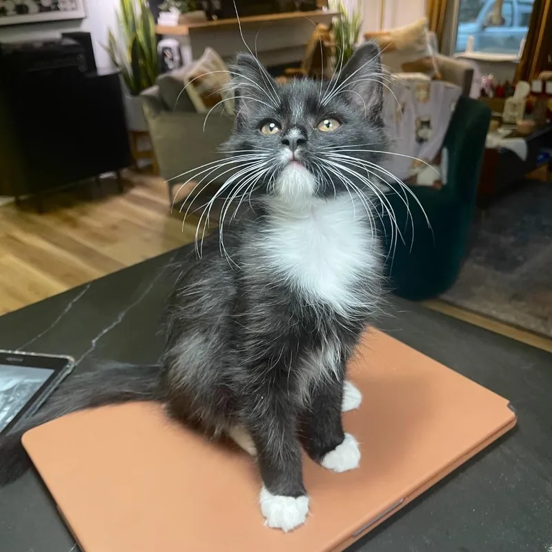 A baby medium-sized male Domestic Medium Hair cat named Abbott for adoption in Youngsville, NC