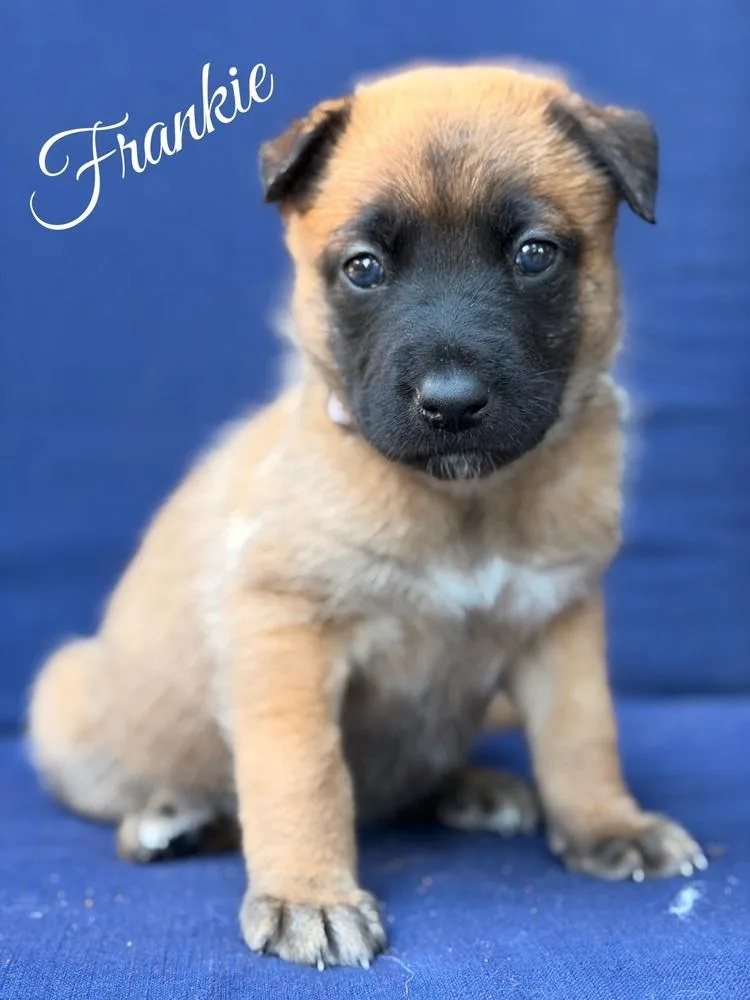 A baby large-sized female Belgian Shepherd / Malinois dog named Frankie for adoption in Pleasant Hill, CA