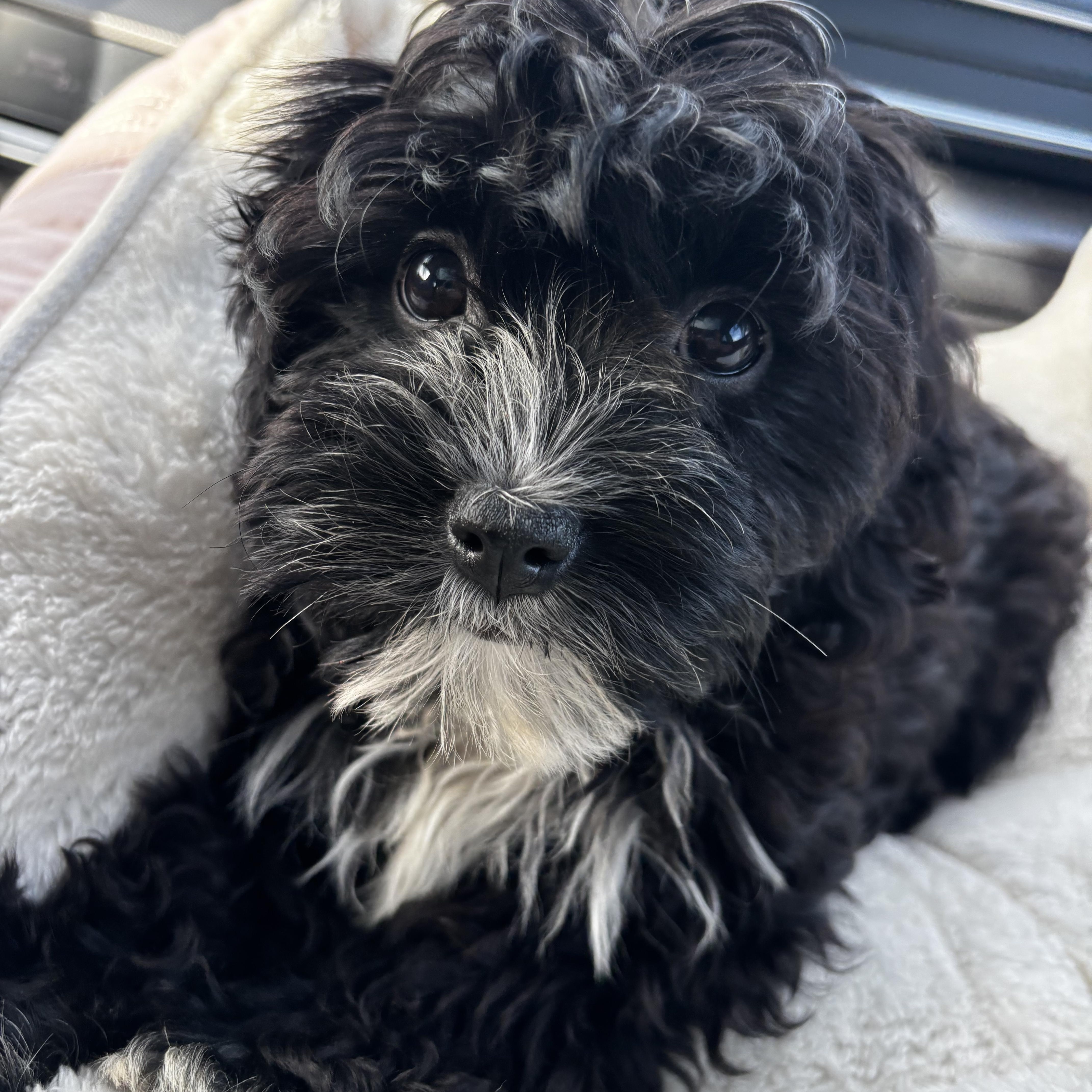 A baby small-sized male Cavachon dog named Martin for adoption in Union Grove, WI