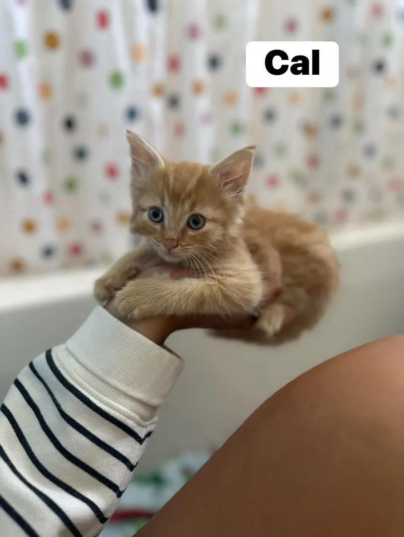 A baby small-sized female Orange & White Domestic Short Hair cat named Daiken for adoption in Clarksville, TN