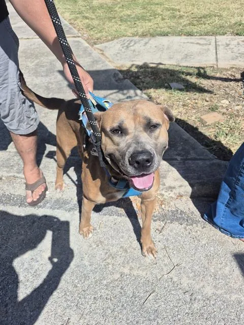 An adult medium-sized male American Staffordshire Terrier dog named Duke for adoption in San Antonio, TX