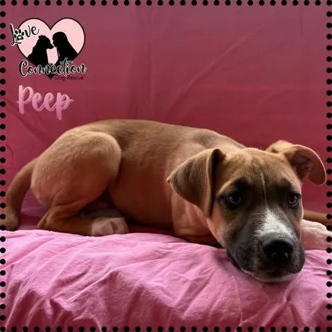 A baby medium-sized female Brown / Chocolate Labrador Retriever dog named Peep for adoption in Gilbert, AZ