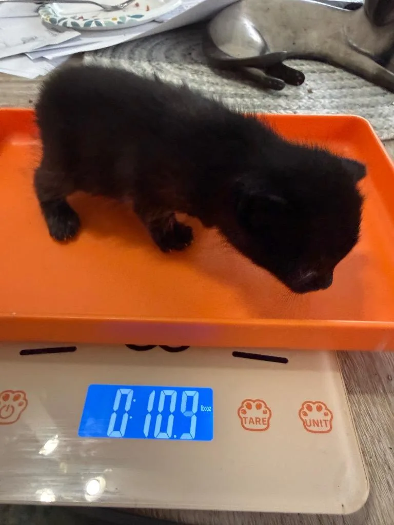 A baby small-sized female Domestic Short Hair cat named Merigold for adoption in Newnan, GA