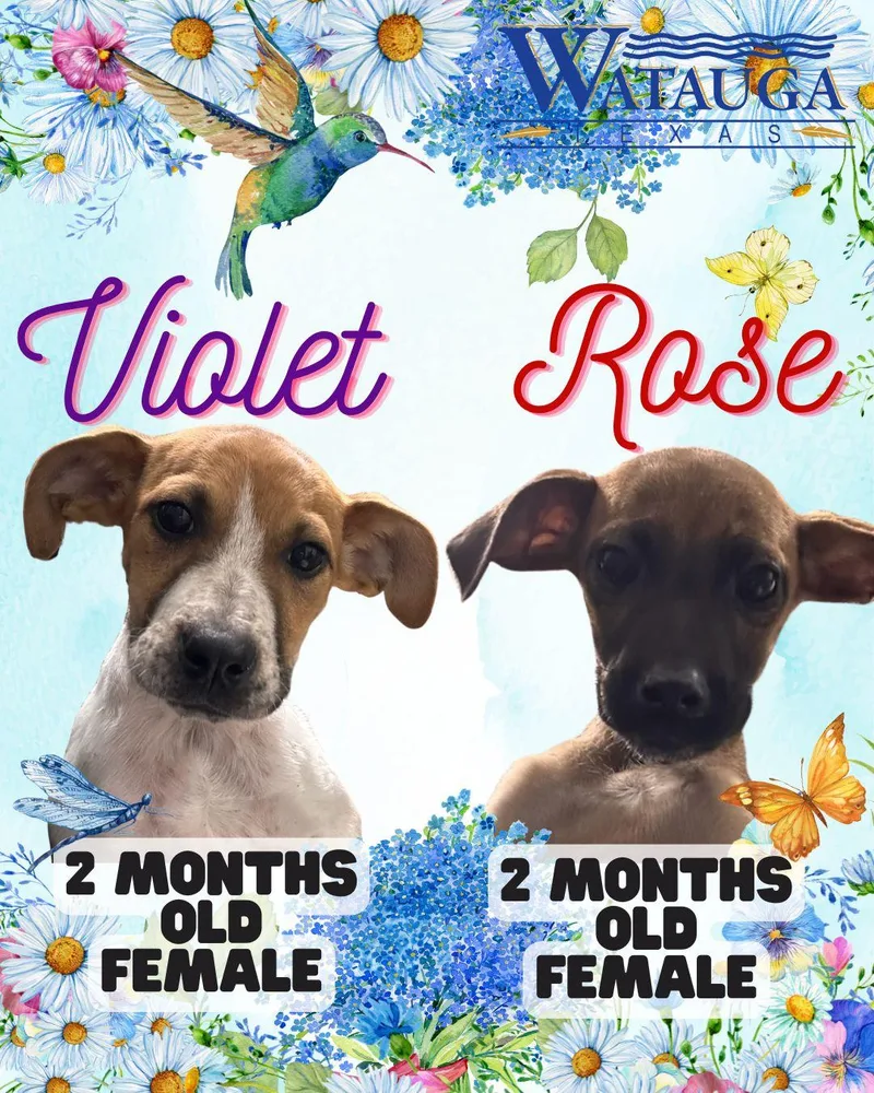 A baby medium-sized female Apricot / Beige Mixed Breed dog named Violet for adoption in Watauga, TX