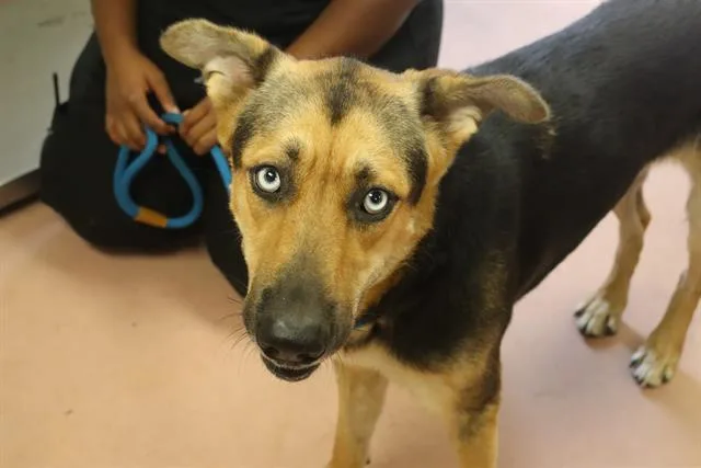 An adult large-sized female Mixed Breed dog named Maleficent for adoption in Columbia, SC