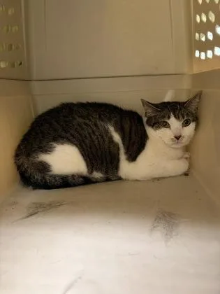 An adult large-sized female Domestic Short Hair cat named Mabel for adoption in Lowell, MA