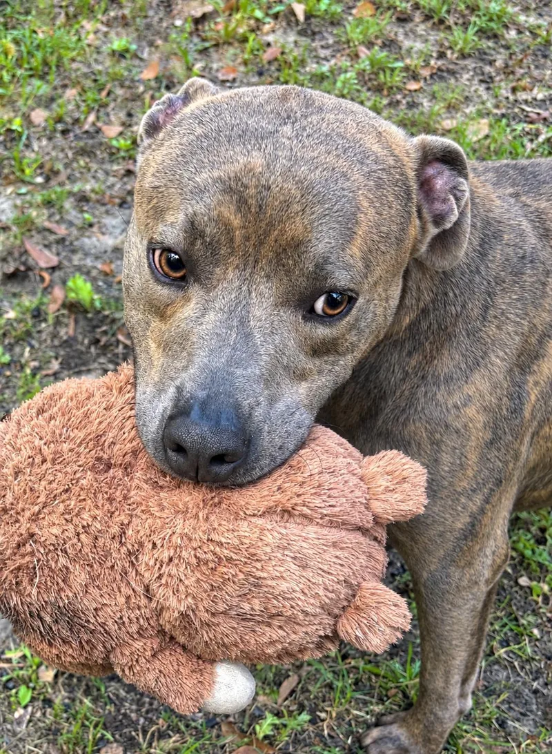 An adult medium-sized male Brindle American Staffordshire Terrier dog named Ranger for adoption in Monticello, FL