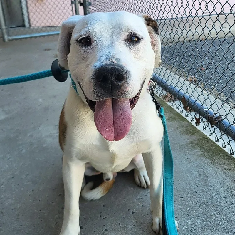 An adult large-sized male Tricolor (Brown, Black, & White) Bulldog dog named Bert for adoption in Manahawkin, NJ