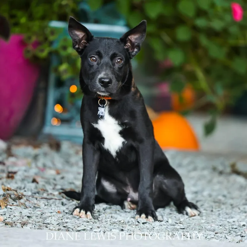 A baby small-sized male Black Husky dog named Ulysses for adoption in Wake Forest, NC