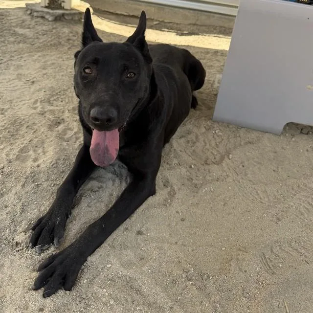 An adult medium-sized female Shepherd dog named A for adoption in Thousand Palms, CA
